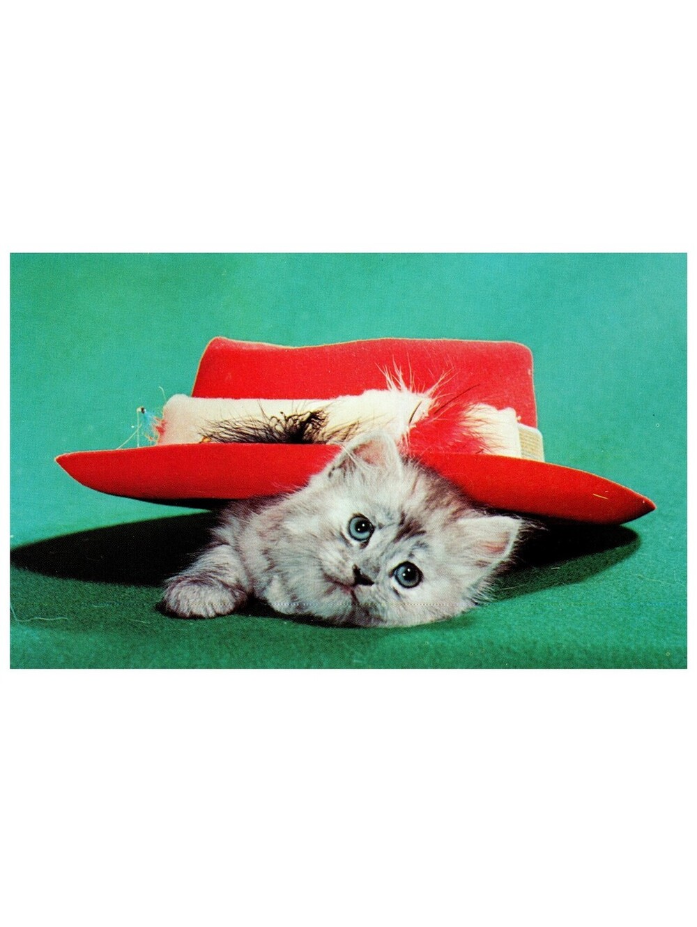 Vintage Postcard 1960s Cute Kitten Peek A Boo Red Hat Studio Animal Old Stock
